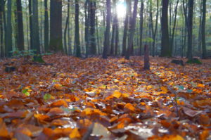herfstdownload